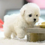 CuddlePup interactieve pluchen hond – schattige en bewegende knuffel die kinderen vermaakt en stimuleert met realistische bewegingen en reacties.