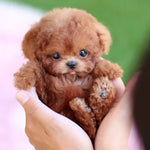 CuddlePup interactieve pluchen hond – schattige en bewegende knuffel die kinderen vermaakt en stimuleert met realistische bewegingen en reacties.