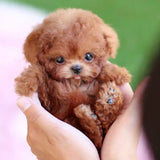CuddlePup interactieve pluchen hond – schattige en bewegende knuffel die kinderen vermaakt en stimuleert met realistische bewegingen en reacties.